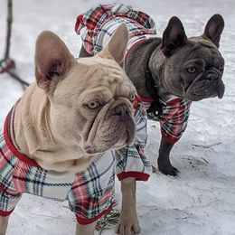 French Bulldogs from Mon Chien Frenchies