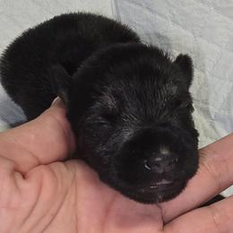Boy 2 Salt and Pepper Jasper - Salt and pepper male Miniature Schnauzer puppy in Spring Hill, Florida from Suncoast Miniature Schnauzers