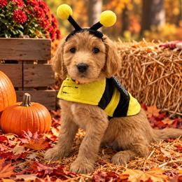Orange Girl - Cream female Goldendoodle puppy in The Woodlands, Texas from Gracie's Goldendoodles and Bernedoodles of The Woodlands