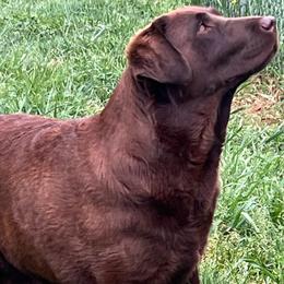 Sue - Labrador Retriever