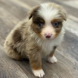 Adian - male Toy Australian Shepherd puppy in Ambrose, Georgia from Brandilyn's Aussies