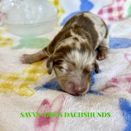 Thumper (3200 AKC pet) - Dapple male Dachshund puppy in Augusta, Arkansas from Savvy-Dee's Dachshunds