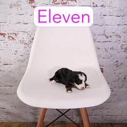 Eleven - Tri-color female Bernedoodle puppy in Calhoun, Georgia from Happy Top Doodles