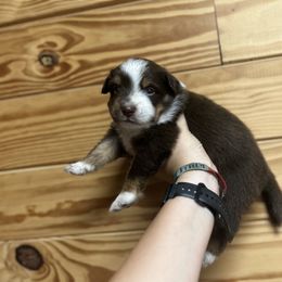Girl Puppy 1 - Red tri-color female Miniature American Shepherd puppy in Winterhaven, Florida from Mini Aussie Florida