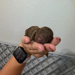Boy 2 - Chocolate male Dachshund puppy in Paradise, California from Barnes’ Doxies
