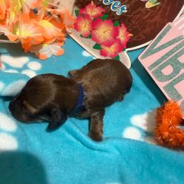 Navy collar female - Red female Dachshund puppy in Pleasant Plains, Arkansas from JGBs Dachshunds