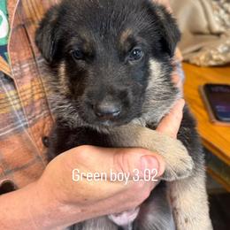 Boy 2 - Bi-color male German Shepherd puppy in Germantown, Ohio from TNT Pups