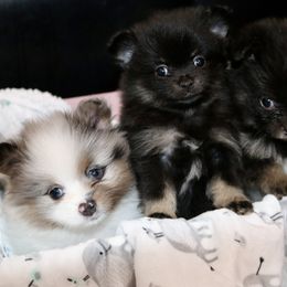 Pomeranian Puppies from Wynter Wonderland Poms