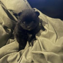 Pomeranian Puppies from Premium Pom’s