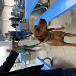 Rhodesian Ridgeback Puppies from Lyonnese Rhodesian Ridgebacks