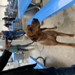 Rhodesian Ridgeback Puppies from Lyonnese Rhodesian Ridgebacks
