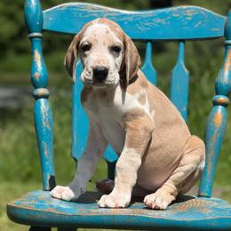 Fauna - Harlequin female Great Dane puppy in Beulah, Michigan from Northwood Euro Danes and Bassets