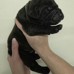 Green collar male - Black male Boerboel puppy in Rockford, Illinois from Adoraboerboels