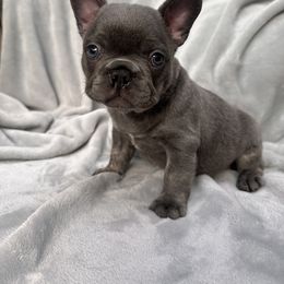 French Bulldog Puppies from Kehaulani Crittle