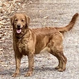 Golden Retrievers from Shadyview Farm