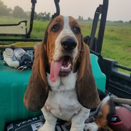 Whitley - Basset Hound