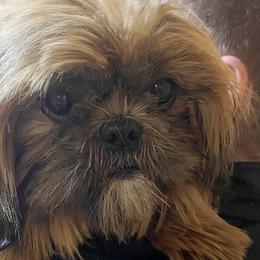 Violet - Shih Tzu