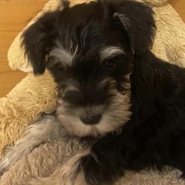 Miniature Schnauzers from Country Cottage Schnauzers