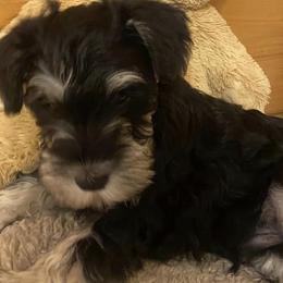 Miniature Schnauzers from Country Cottage Schnauzers