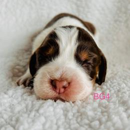 BG4 - Tri-Roan female English Springer Spaniel puppy in Britton, South Dakota from K&S Canines