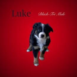 Luke - Miniature Australian Shepherd puppy from Mini Aussie Finery