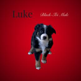 Luke - Miniature Australian Shepherd puppy from Mini Aussie Finery