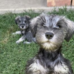 Miniature Schnauzers from Sissy’s Schnauzers