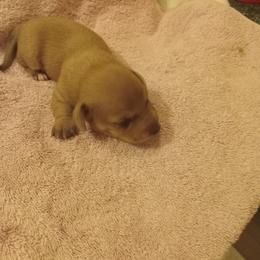 Boy 1 - Red male Dachshund puppy in Warrenville, South Carolina from Sherman's Dachshunds