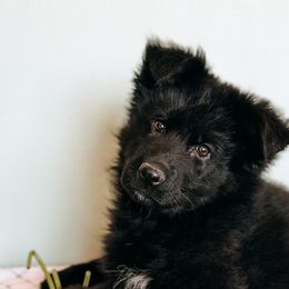 German Shepherds from German Haus German Shepherds LLC