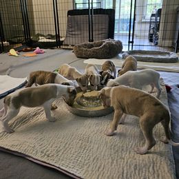 Whippet Puppies from Secoya Whippets
