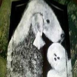 Bedlington Terriers and Bichon Frises from Patchwork Bedlington Terriers and Bichon Frise
