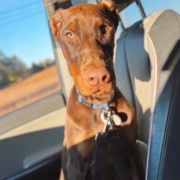 Jericho - Red and rust male Doberman Pinscher puppy in Canton, Ohio from Aaliyah’s Dobies