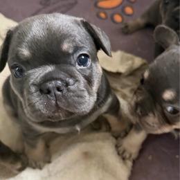 Max - Blue male French Bulldog puppy in Philadelphia, Pennsylvania from Kiki Leigh Frenchies
