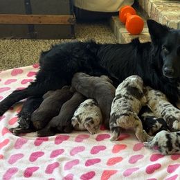 Australian Shepherd Puppies from Night Skye Aussies