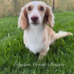 Polly - Dachshund