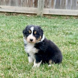 Candy - Black tri-color female Australian Shepherd puppy in Ashland, Ohio from SS Australian Shepherds
