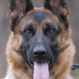 Hanna - German Shepherd