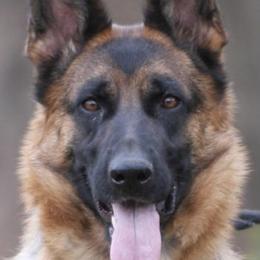 Hanna - German Shepherd