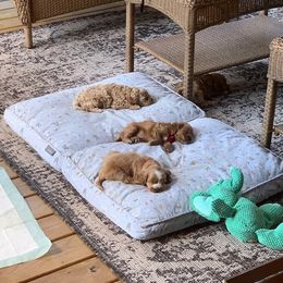 Cockapoo Puppies from Maple’s Cockapoo Puppies
