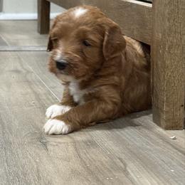 Koda - Apricot male Aussiedoodle puppy in Deer Park, Washington from Doodle Paw Ranch