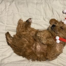 Schnoodle Puppies from Noodle Tings Puppies