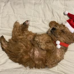 Schnoodle Puppies from Noodle Tings Puppies