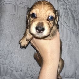 Dachshund Puppies from KCM Doxies