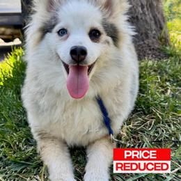 Twinkle - Gray and white female Pomsky puppy in La Verne, California from Red Cedar Pomskies