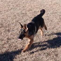 German Shepherd Puppies from Duke AKC Shepherds