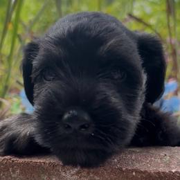 Miniature Schnauzer puppies from Blue Ribbon Schnauzers