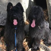Briards from Chez Nous