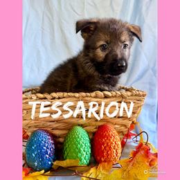Tessarion - Sable female German Shepherd puppy in Lewisburg, Kentucky from RED’s German Shepherds