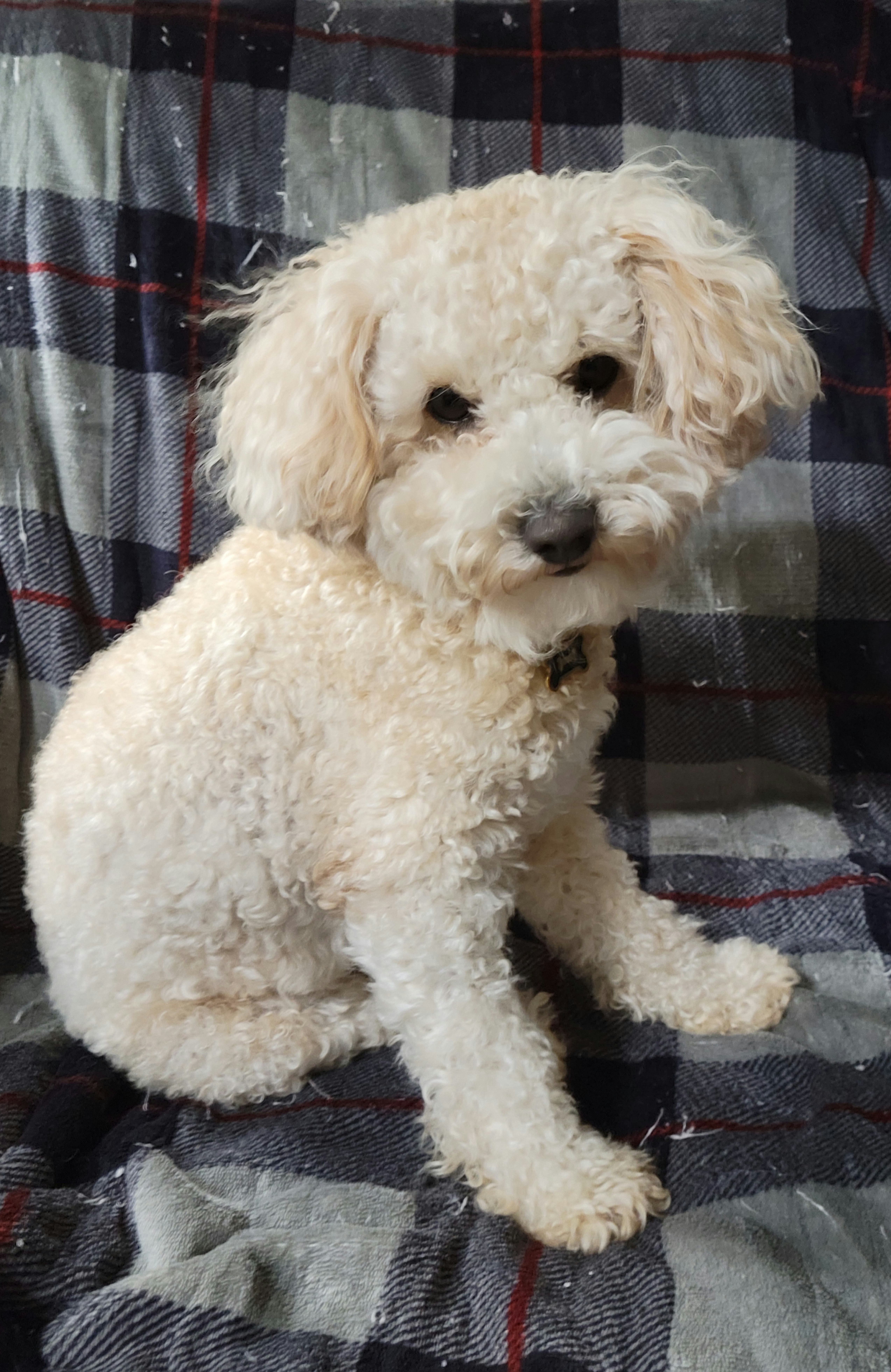Mozart - Maltipoo