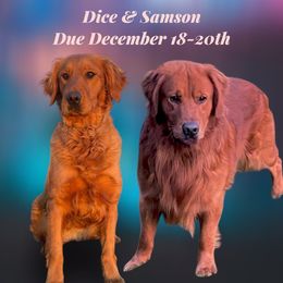 Golden Retriever puppies from Redheaded Retrievers